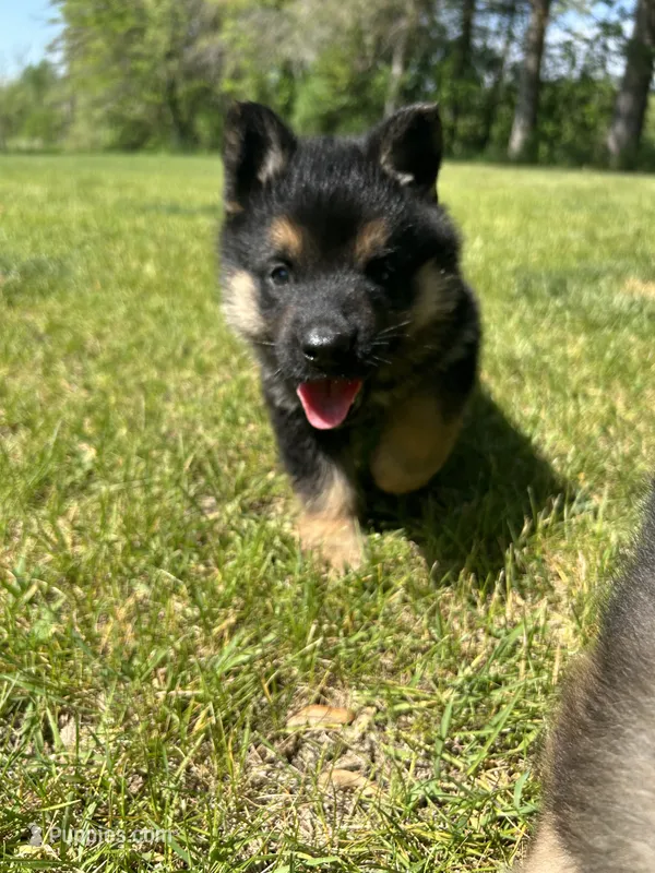 Pepper – German Shepherd Dog puppy for sale in Grass Lake, MI