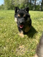 Pepper, a female German Shepherd Dog for sale in Grass Lake, MI – 1 of 7