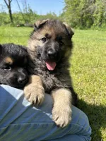Ginger, a female German Shepherd Dog for sale in Grass Lake, MI – 5 of 7