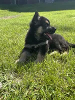Pepper, a female German Shepherd Dog for sale in Grass Lake, MI – 3 of 7