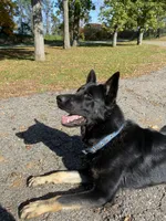 Pepper, a female German Shepherd Dog for sale in Grass Lake, MI – 6 of 7