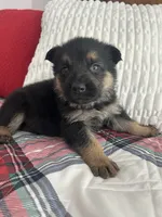 Snowball, a male German Shepherd Dog for sale in Grass Lake, MI – Photo 2 of 7