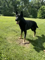 Snowball, a male German Shepherd Dog for sale in Grass Lake, MI – Photo 7 of 7