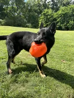Snowball, a male German Shepherd Dog for sale in Grass Lake, MI – Photo 4 of 7