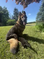 Snowball, a male German Shepherd Dog for sale in Grass Lake, MI – Photo 3 of 7