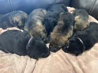 Snowball, a male German Shepherd Dog for sale in Grass Lake, MI – Photo 5 of 7