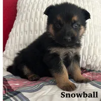 Snowball, a male German Shepherd Dog for sale in Grass Lake, MI – Photo 1 of 7