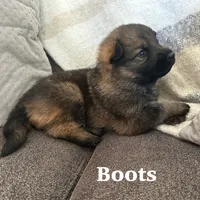 Boots, a female German Shepherd Dog for sale in Grass Lake, MI – Photo 2 of 6