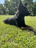 Boots, a female German Shepherd Dog for sale in Grass Lake, MI – Photo 4 of 6
