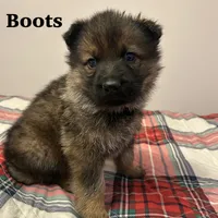 Boots, a female German Shepherd Dog for sale in Grass Lake, MI – Photo 1 of 6