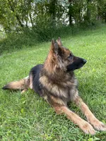 Boots, a female German Shepherd Dog for sale in Grass Lake, MI – Photo 5 of 6