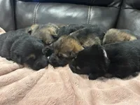 Boots, a female German Shepherd Dog for sale in Grass Lake, MI – Photo 3 of 6