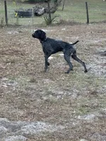 Strider jr, a male German Shorthaired Pointer for sale in Deland, FL – Photo 7 of 8