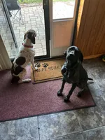 Strider jr, a male German Shorthaired Pointer for sale in Deland, FL – Photo 4 of 8