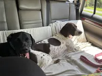 Strider jr, a male German Shorthaired Pointer for sale in Deland, FL – Photo 8 of 8