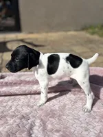 Strider jr, a male German Shorthaired Pointer for sale in Deland, FL – Photo 1 of 8
