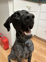 Strider jr, a male German Shorthaired Pointer for sale in Deland, FL – Photo 6 of 8