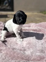 Strider jr, a male German Shorthaired Pointer for sale in Deland, FL – Photo 2 of 8