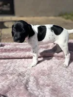 Strider jr, a male German Shorthaired Pointer for sale in Deland, FL – Photo 3 of 8