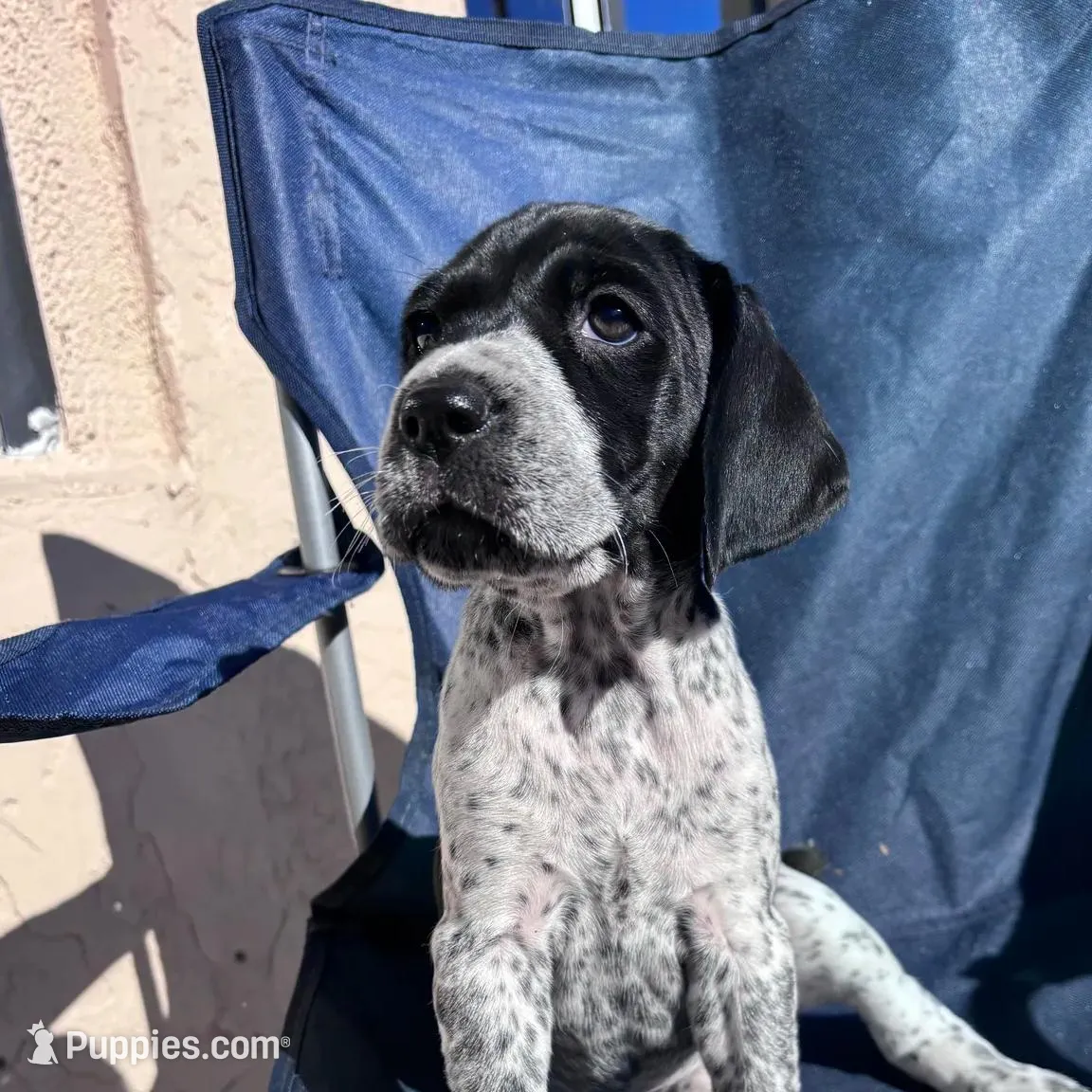 Galadriel, a female German Shorthaired Pointer for sale in Deland, FL – Photo 2 of 9