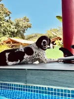 Galadriel, a female German Shorthaired Pointer for sale in Deland, FL – Photo 8 of 9
