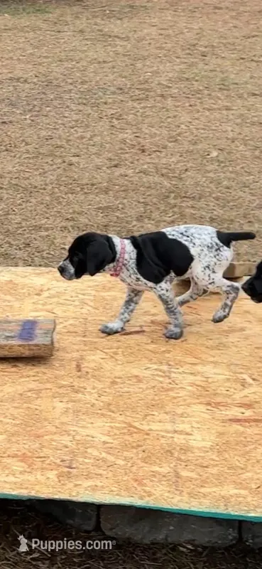 Galadriel, a female German Shorthaired Pointer for sale in Deland, FL – Photo 1 of 9