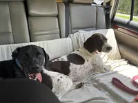 Galadriel, a female German Shorthaired Pointer for sale in Deland, FL – Photo 6 of 9