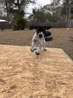Galadriel, a female German Shorthaired Pointer for sale in Deland, FL – Photo 3 of 9