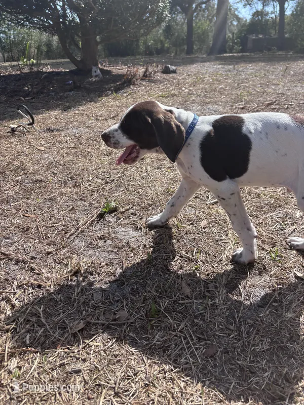 Boromir – German Shorthaired Pointer puppy for sale in Deland, FL