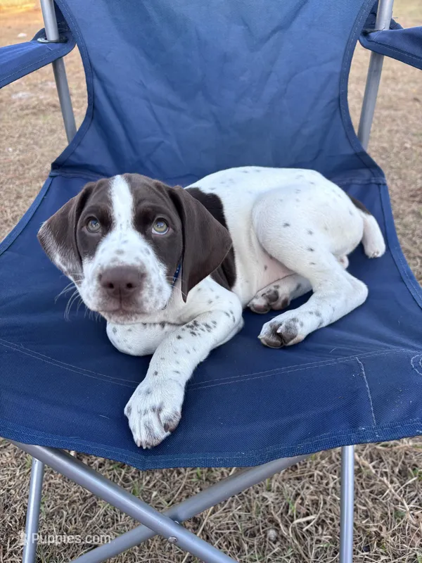 Boromir – German Shorthaired Pointer puppy for sale in Deland, FL