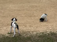 Boromir , a male German Shorthaired Pointer for sale in Deland, FL – Photo 3 of 7