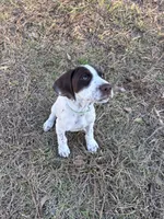 Boromir , a male German Shorthaired Pointer for sale in Deland, FL – Photo 5 of 7