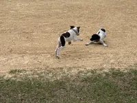 Boromir , a male German Shorthaired Pointer for sale in Deland, FL – Photo 4 of 7