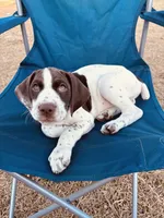 Boromir , a male German Shorthaired Pointer for sale in Deland, FL – Photo 7 of 7