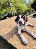 Boromir , a male German Shorthaired Pointer for sale in Deland, FL – Photo 1 of 7