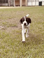 Boromir , a male German Shorthaired Pointer for sale in Deland, FL – Photo 2 of 7