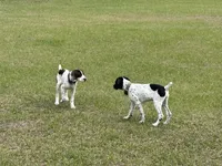 Luthien, a female German Shorthaired Pointer for sale in Deland, FL – Photo 4 of 10