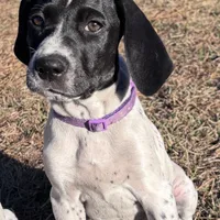 Luthien, a female German Shorthaired Pointer for sale in Deland, FL – Photo 1 of 10