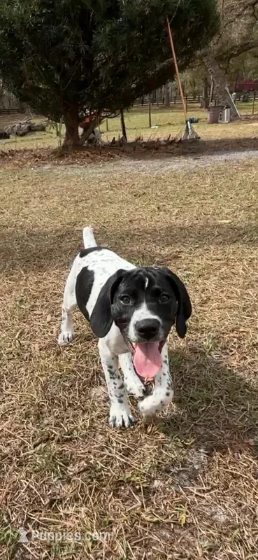 Luthien – German Shorthaired Pointer puppy for sale in Deland, FL