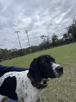 Luthien, a female German Shorthaired Pointer for sale in Deland, FL – Photo 3 of 10