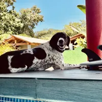 Luthien, a female German Shorthaired Pointer for sale in Deland, FL – Photo 8 of 10