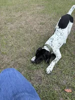 Luthien, a female German Shorthaired Pointer for sale in Deland, FL – Photo 5 of 10