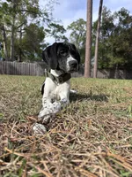 Luthien, a female German Shorthaired Pointer for sale in Deland, FL – Photo 2 of 10