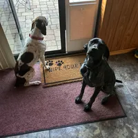 Luthien, a female German Shorthaired Pointer for sale in Deland, FL – Photo 10 of 10