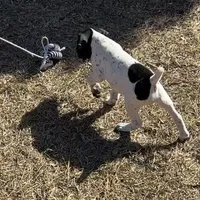 Luthien, a female German Shorthaired Pointer for sale in Deland, FL – Photo 7 of 10