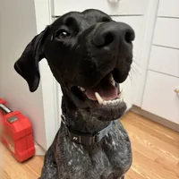 Luthien, a female German Shorthaired Pointer for sale in Deland, FL – Photo 9 of 10