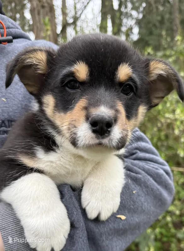 AKC female – Pembroke Welsh Corgi puppy for sale in Stanwood, WA