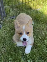 registered male, a male Pembroke Welsh Corgi for sale in Stanwood, WA – 4 of 5