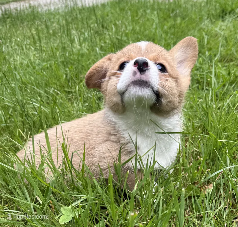 registered female, a male Pembroke Welsh Corgi for sale in Stanwood, WA – 1 of 2