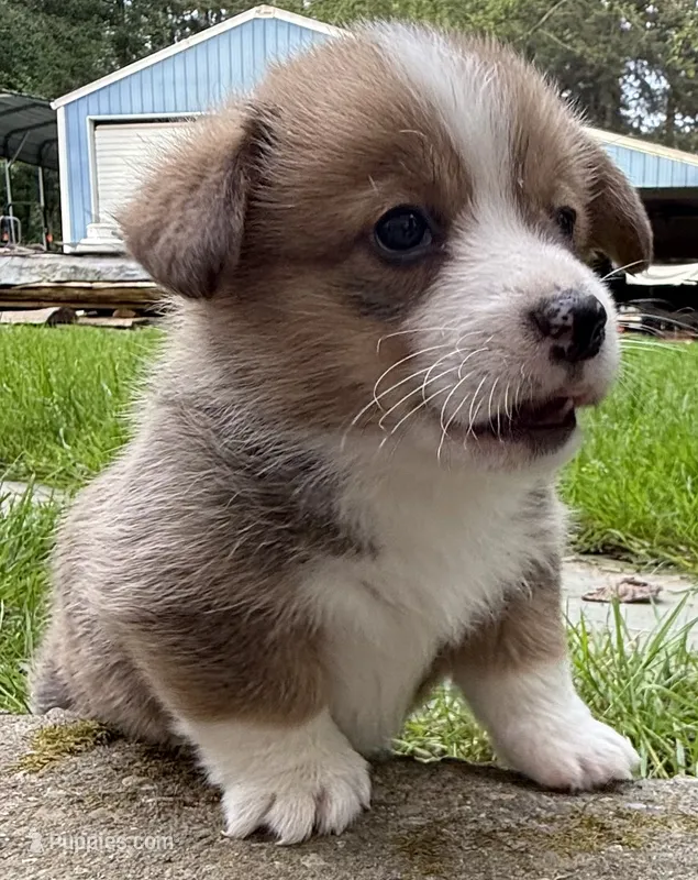 registered male – Pembroke Welsh Corgi puppy for sale in Stanwood, WA